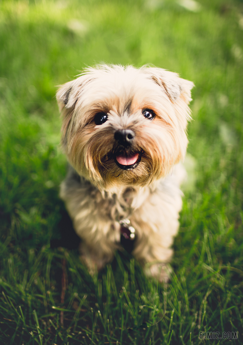 动物可爱的草坪草地背景一条小狗的头像特写宠物背景图片