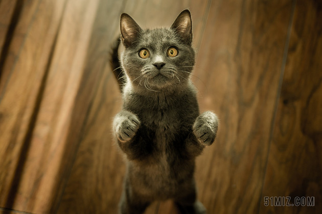 站立的睁大眼睛吃惊的宠物猫宣传照背景图片标签:动物 猫 眼镜 惊讶