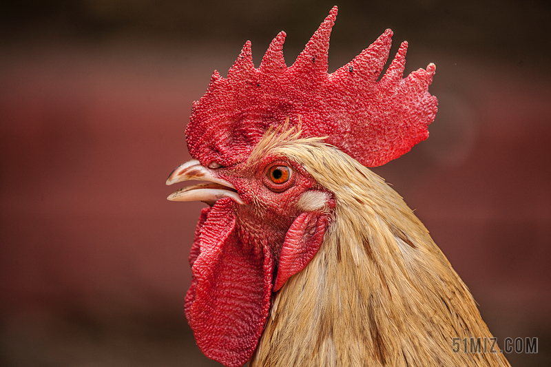红色动物特写红色鸡冠的公鸡背景图片