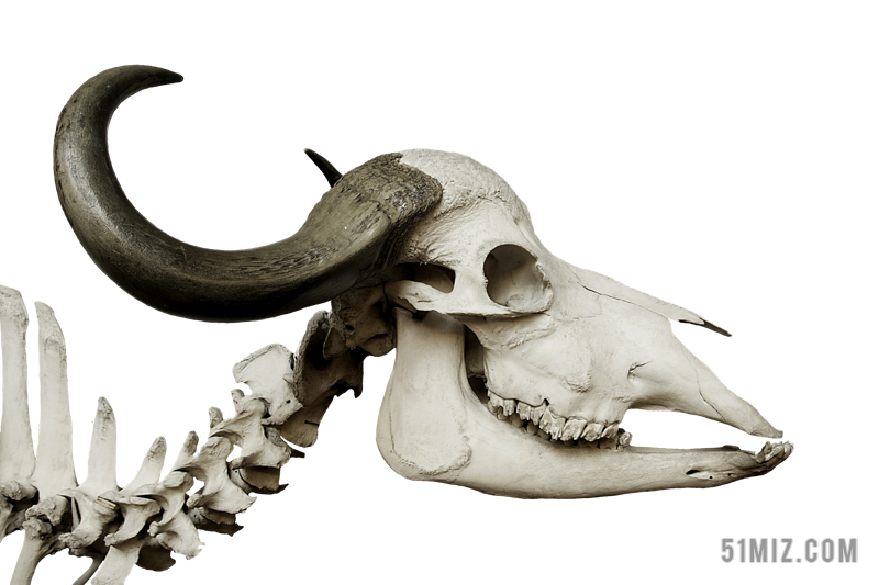 牛头骨 头骨 非洲水牛 syncerus 黑奴 水牛 角 骨架