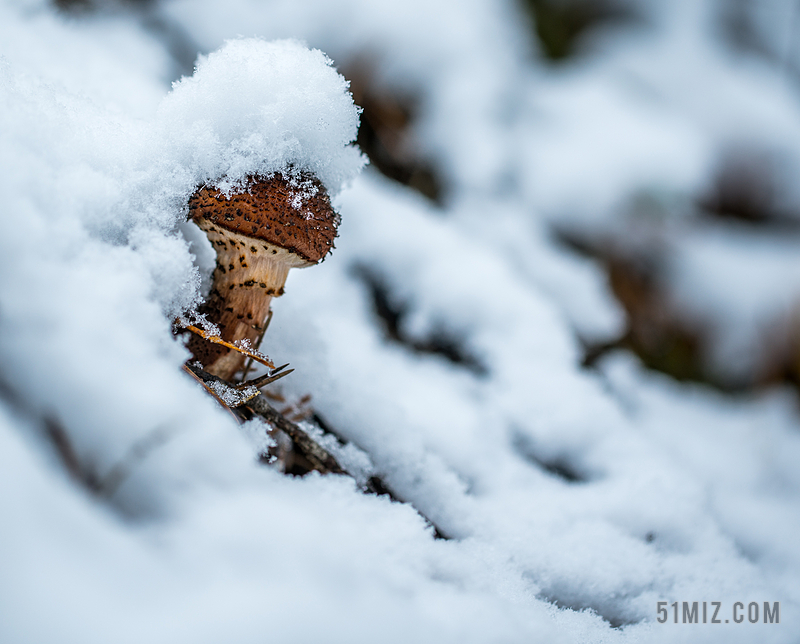 冬季 雪 雪帽 蘑菇 蜜环