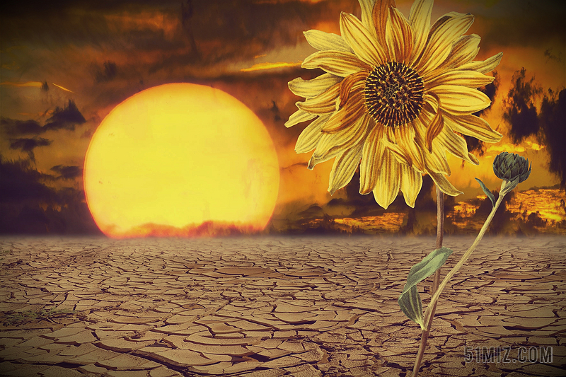 黄色抽象艺术创作向日葵沙漠干旱太阳背景图片