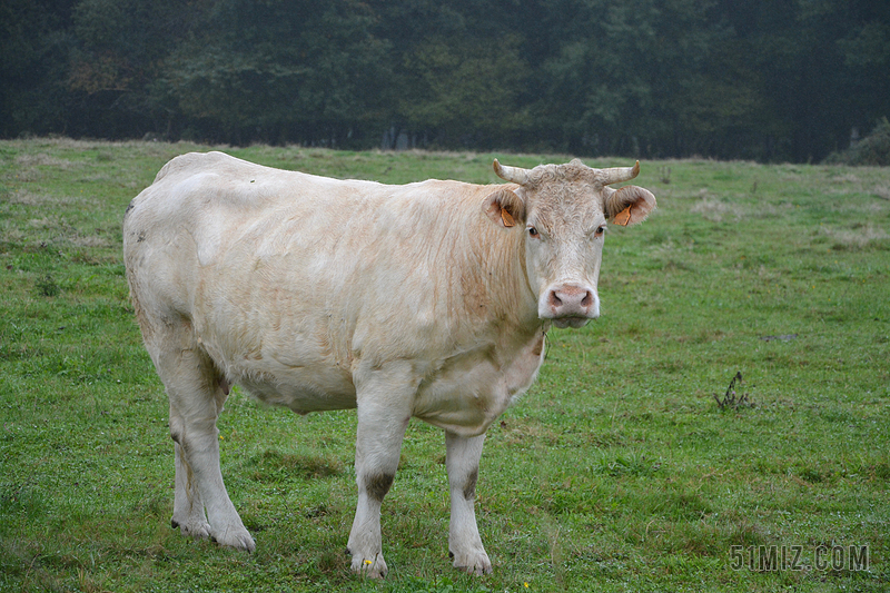 牛 牛皮 颜色白色 牧场 草原 上一页 绿色草原 动物 牛群