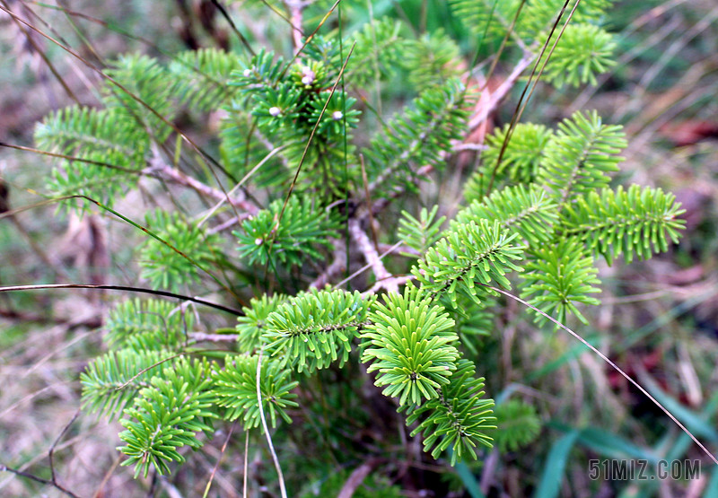 iglak 针叶的灌木 绿色 特写 植物 针叶树 树枝 刺图片