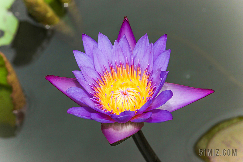 花 莲花 植物 自然 开花 紫色 花瓣 水 花的 池