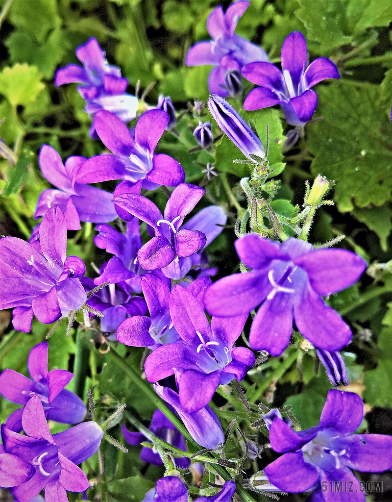 风铃花素材