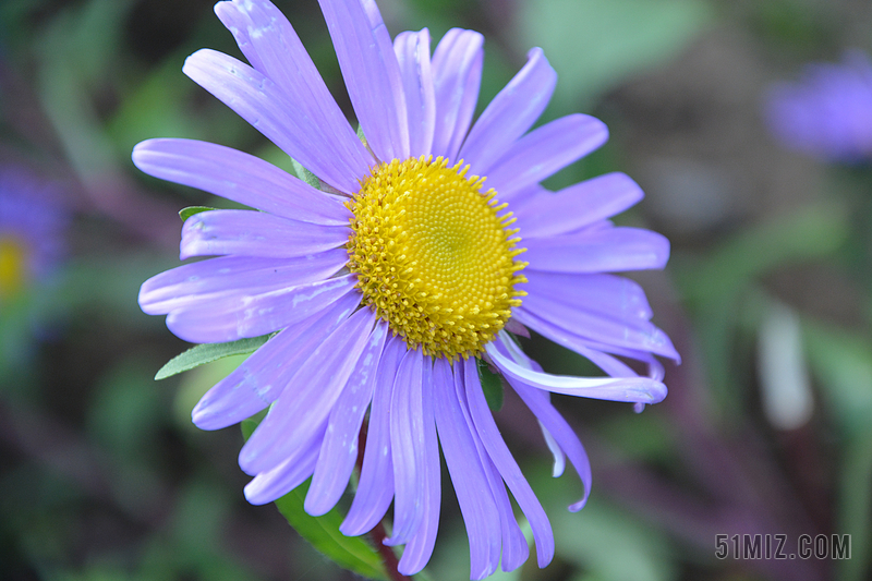 花 颜色帕尔马 花束 花瓣 花坛 地块 玛格丽特 紫色的花瓣