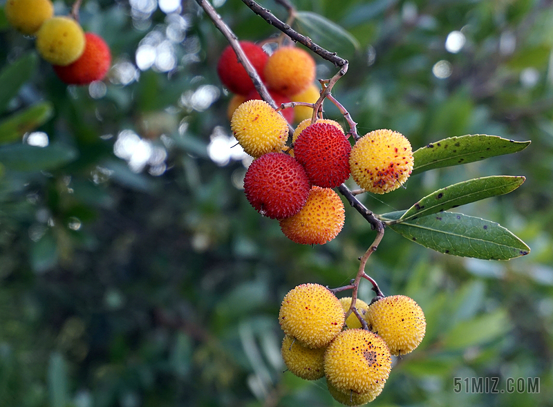 水果 野生 莓果 性质 红色 灌木 叶 红果 红色水果
