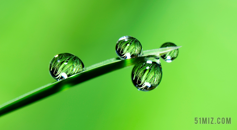 水滴草雨 性质 湿 秋天 植物 下着雨 水分