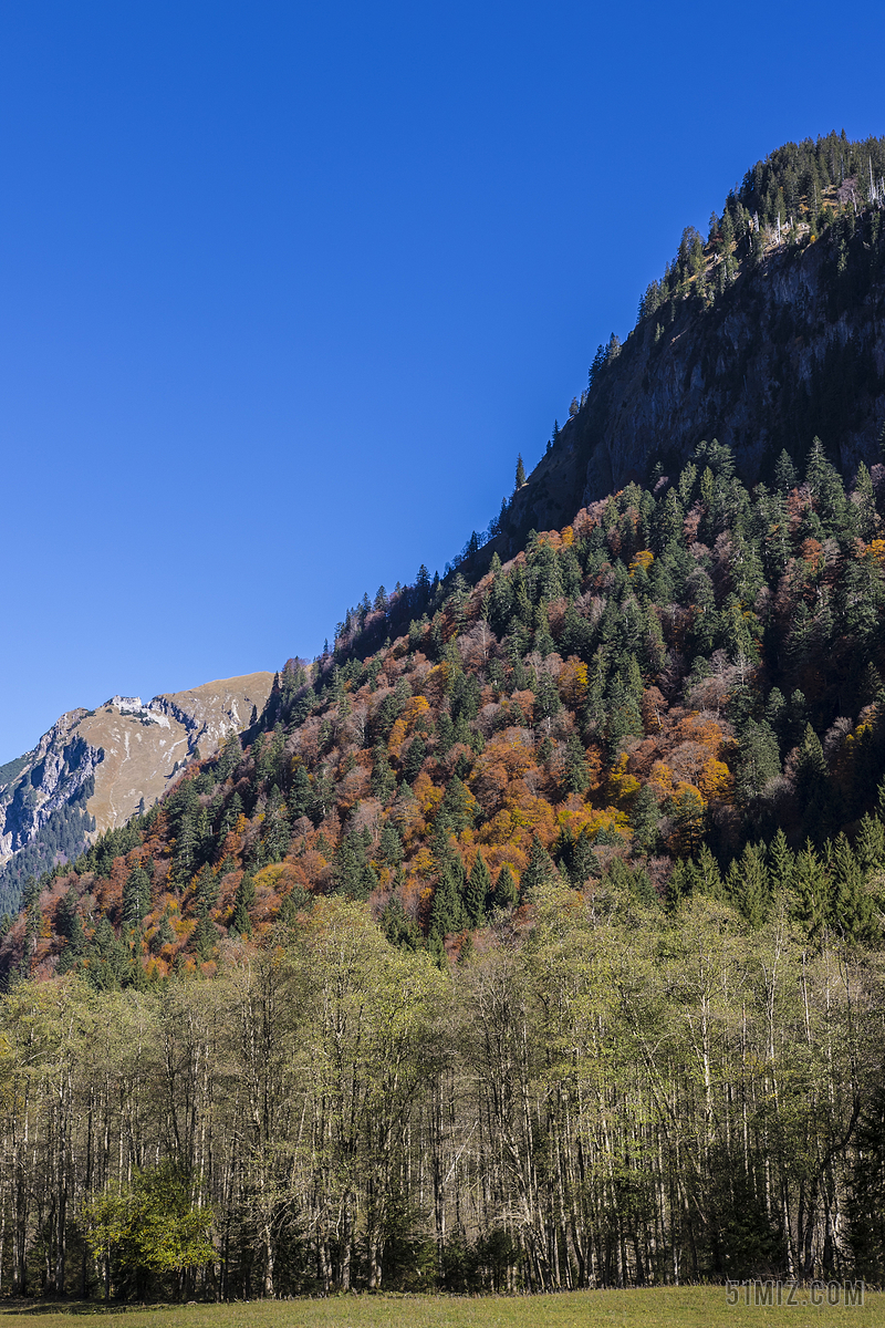 山区森林 秋季森林 高山 阿尔高阿尔卑斯山 山 秋天的颜色