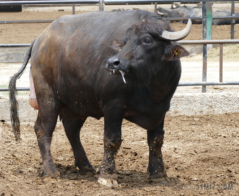 牛 水牛 牛肉 牲畜 出生 农业 水果泡泡 小牛 意大利