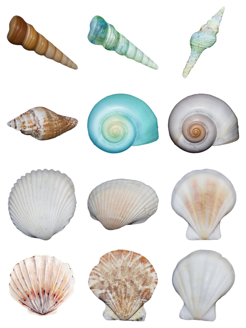 标签: 海螺 海洋生物 螺丝 扇贝 贝壳