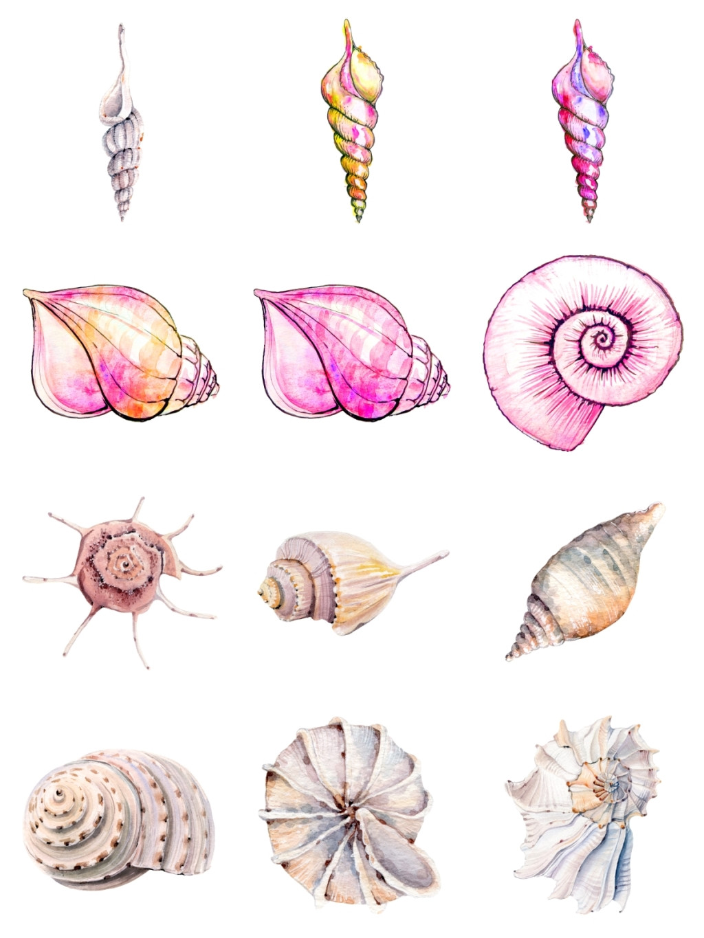 12个彩色海螺素材