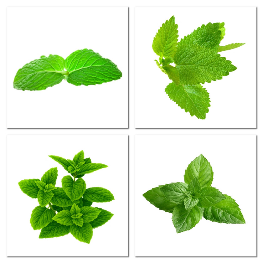 薄荷叶子树叶素材