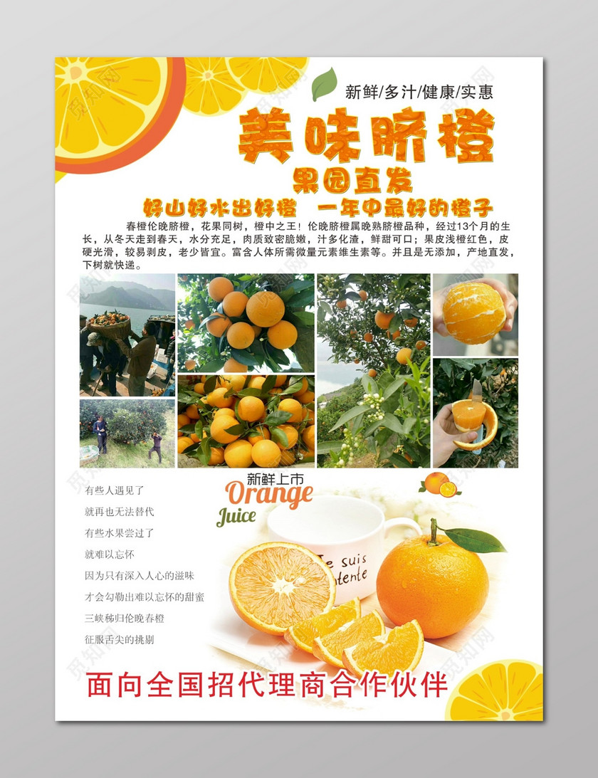 脐橙宣传单橙子宣传单