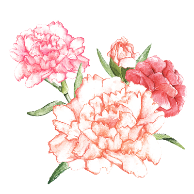 鲜花康乃馨浪漫手绘花朵素材