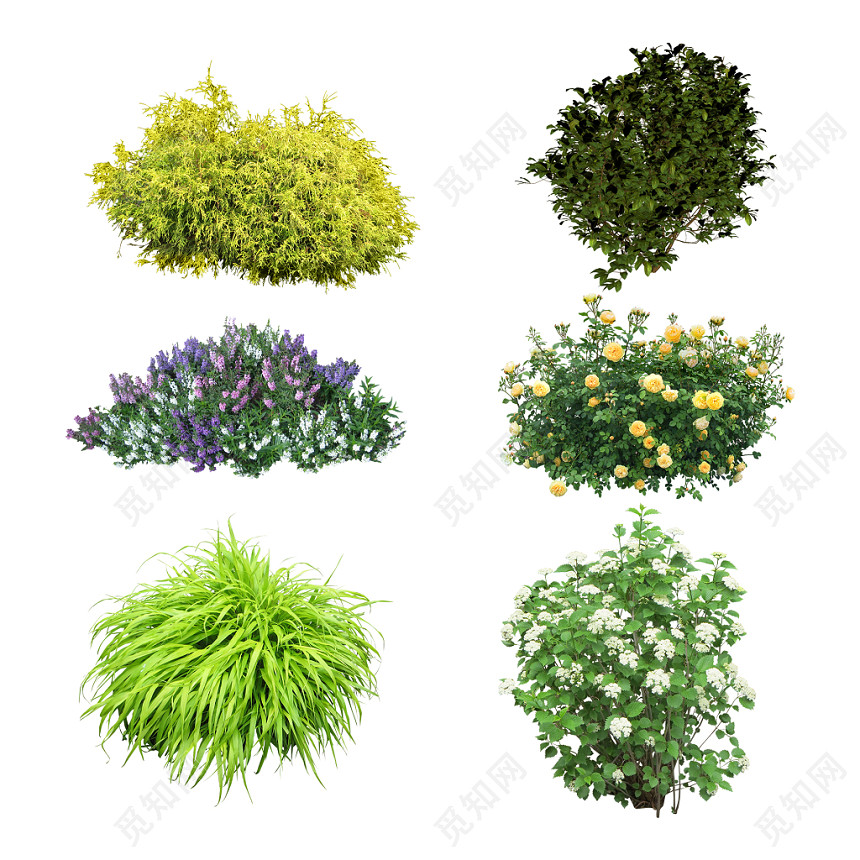 植物平面植物景观灌木绿色