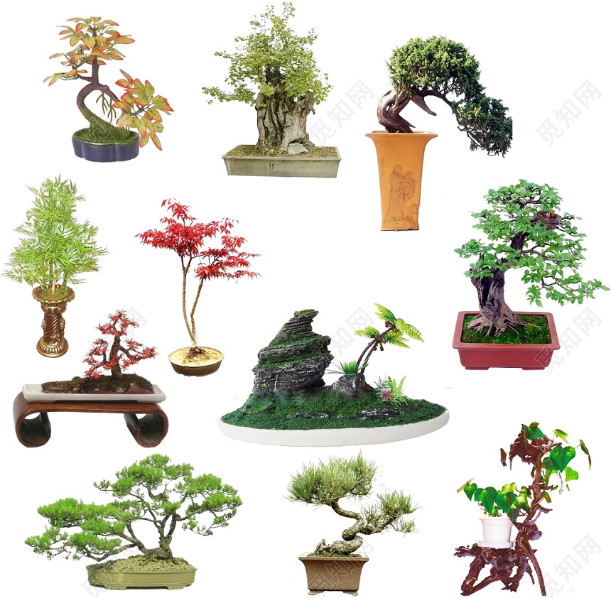 松树植物盆栽盆景矢量素材