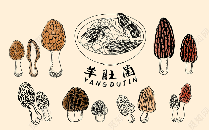咖色手绘卡通羊肚菌菌类蘑菇健康食品植物素材原创插画海报