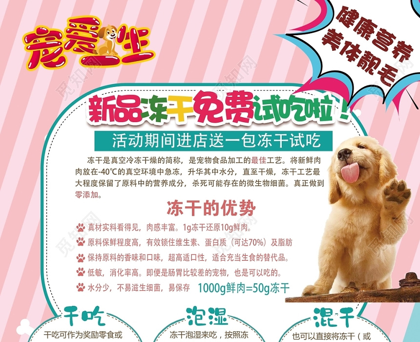 简约时尚宠物店宣传单宠爱一生动物单页
