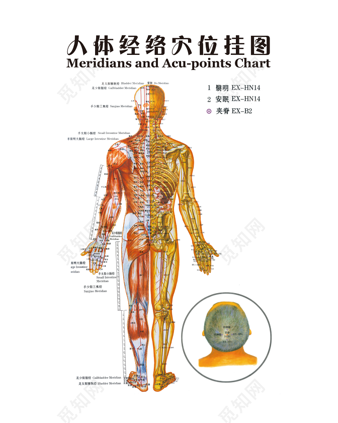 人体经络图穴位挂图图片素材免费下载 觅知网