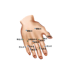 手背解剖图图片