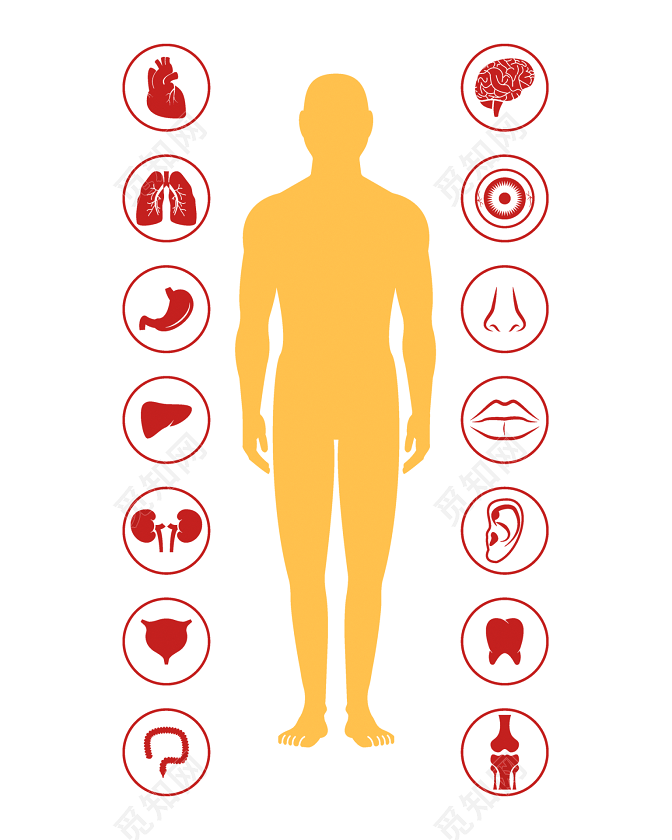 医学人体内脏结构素材免费下载 觅知网