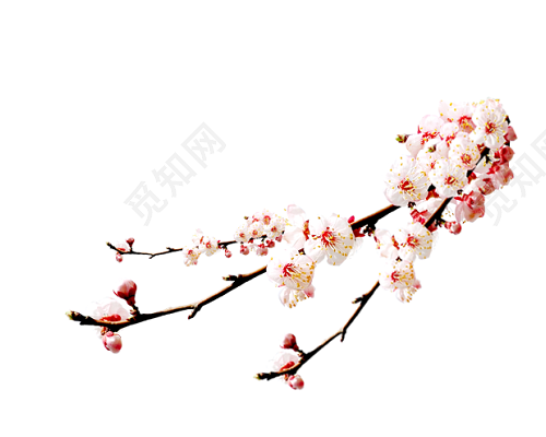 实拍白色梅花典雅中国风海棠花红梅背景素材免费下载 觅知网