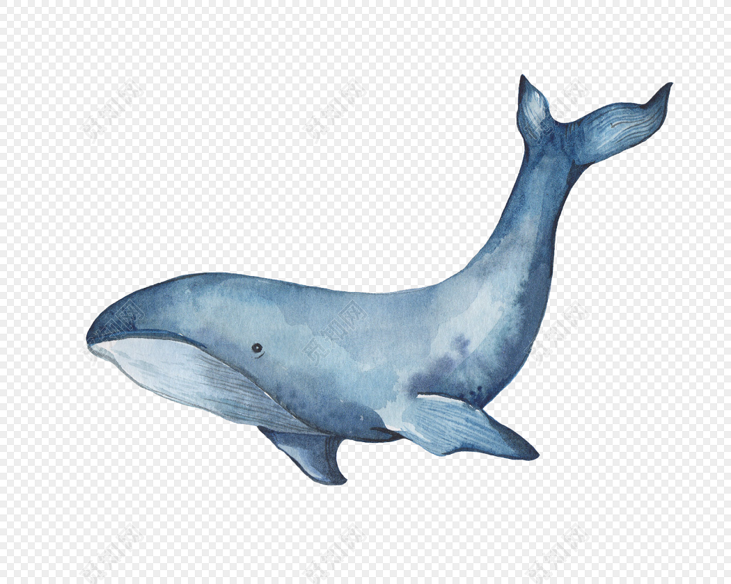 可爱鲸鱼卡通插画图片-图行天下素材网