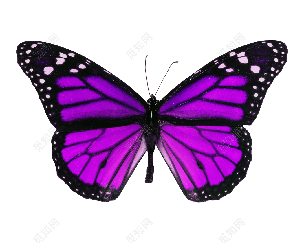 一个美丽的蝴蝶张开翅膀飞翔高清PNG素材