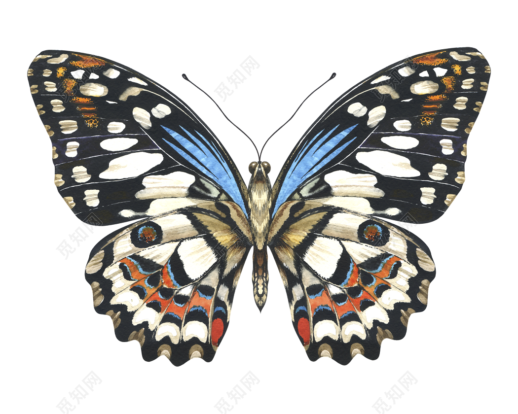 蝴蝶的翅膀放大看，原来是这个样子的|蝴蝶|翅膀|显微镜_新浪新闻