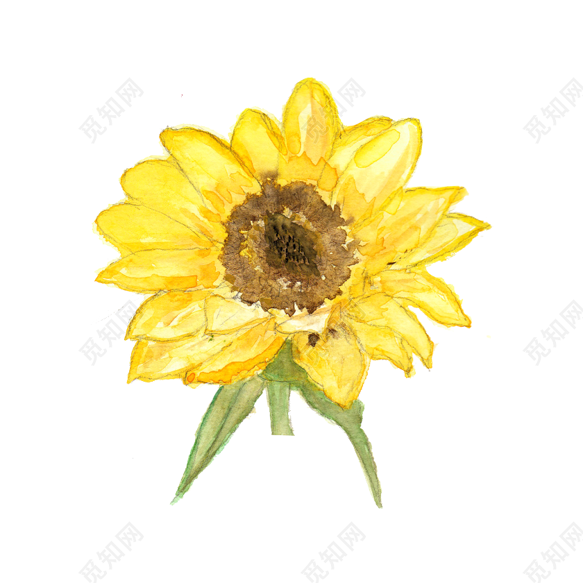 彩色手绘太阳花水彩插画图片素材免费下载 觅知网 彩色手绘太阳花水彩插画图片素材免费下载 觅知网