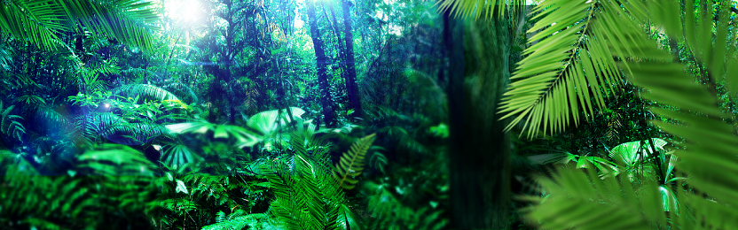 森系森林背景图片 森系森林背景素材下载 觅知网