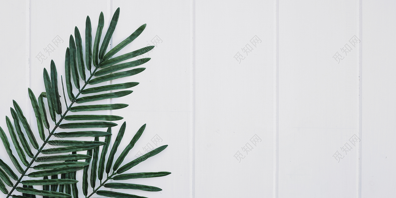 白色简约植物背景素材免费下载 觅知网