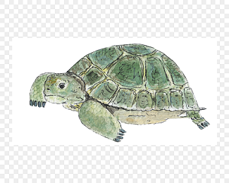 卡通手绘彩色乌龟插图