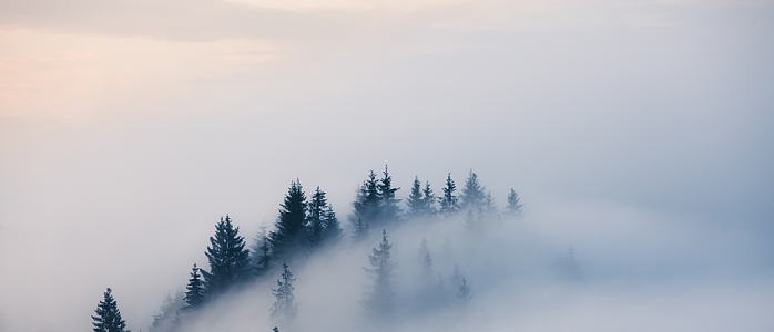 森林雾气背景