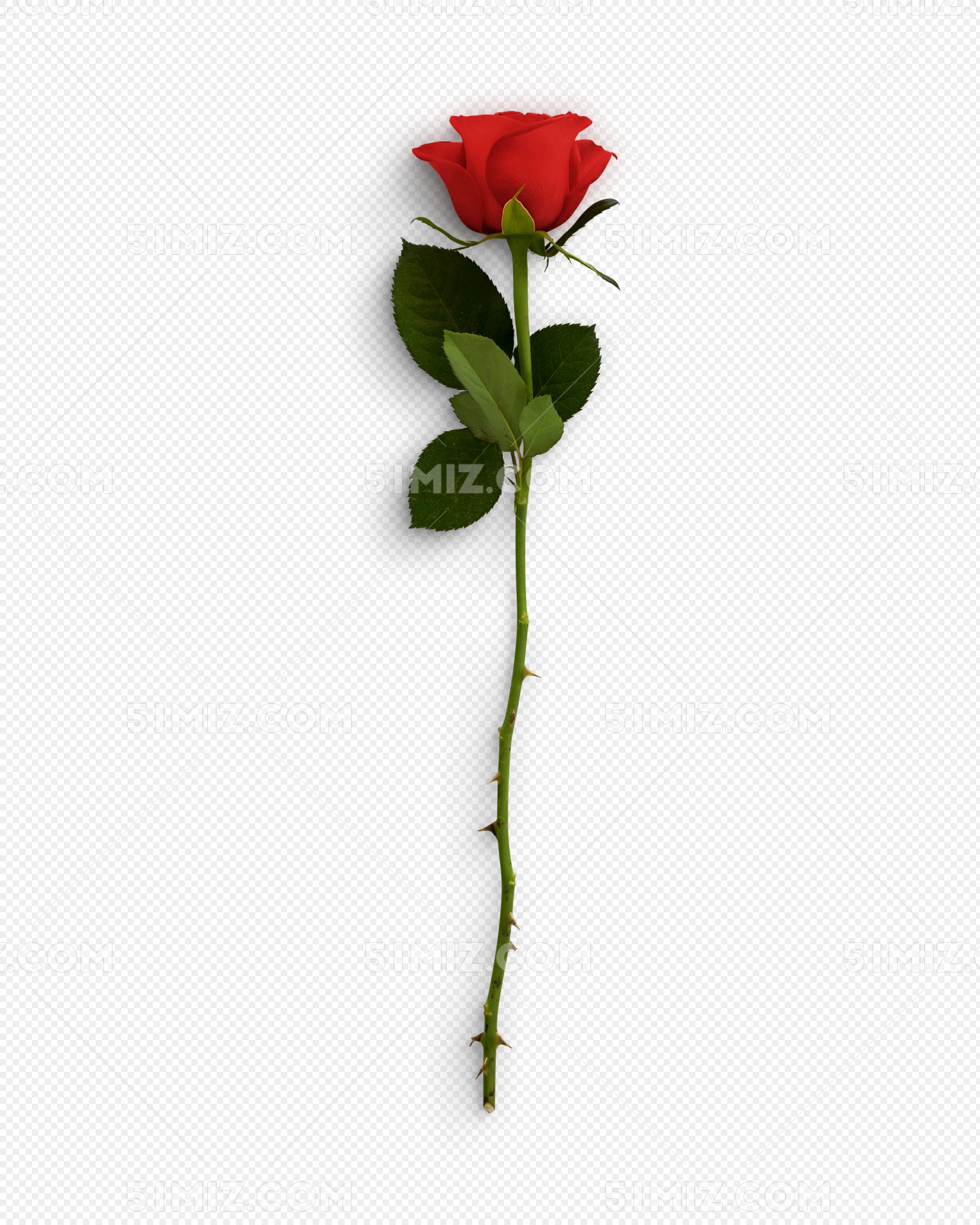 一支红玫瑰花图片 - 【花卉百科网】