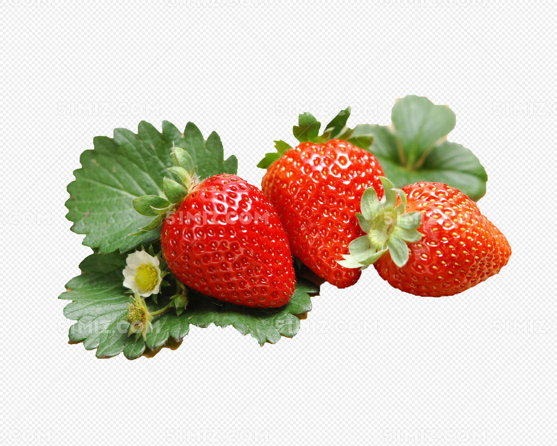 盛开的草莓玫瑰花怎么做_盛开的草莓玫瑰花的做法_小龙IRIS_豆果美食