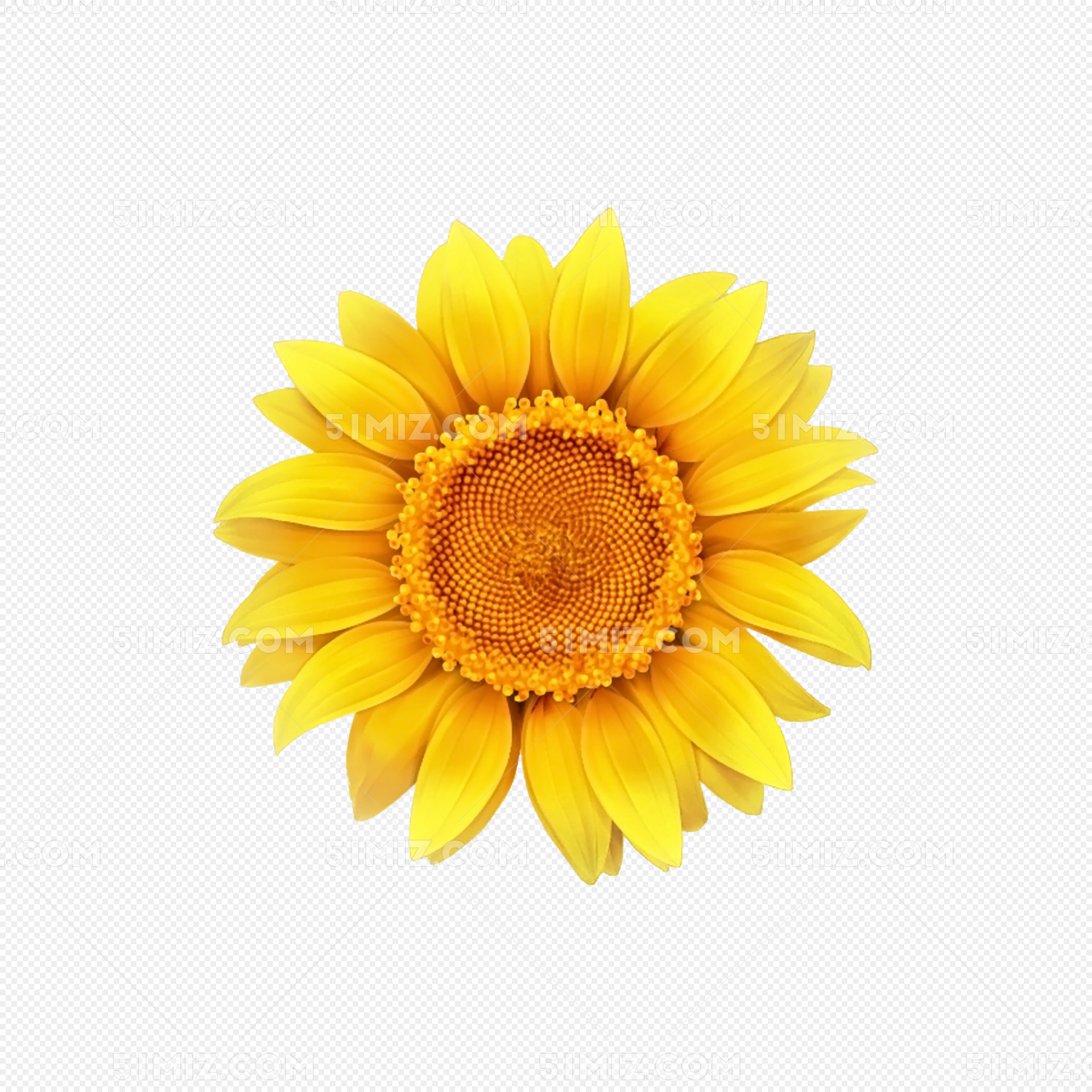太阳花向日葵太阳花黄色花图片素材免费下载 觅知网