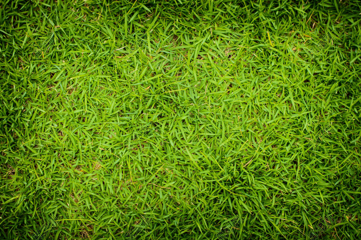 绿色草坪高清图片下载-正版图片500372636-摄图网