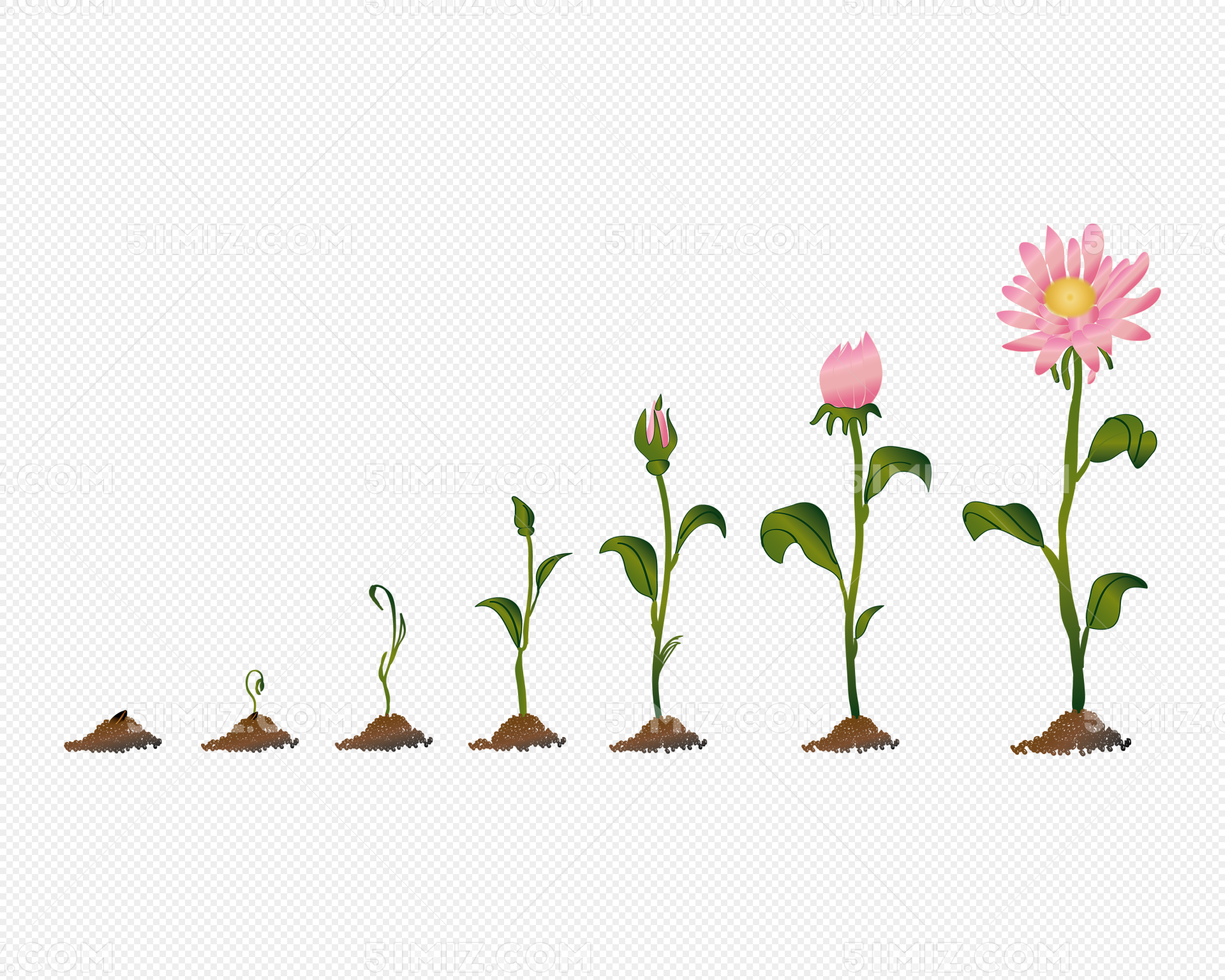 手绘植物生长过程发芽开花向日葵商用图片素材-编号31034610-图行天下