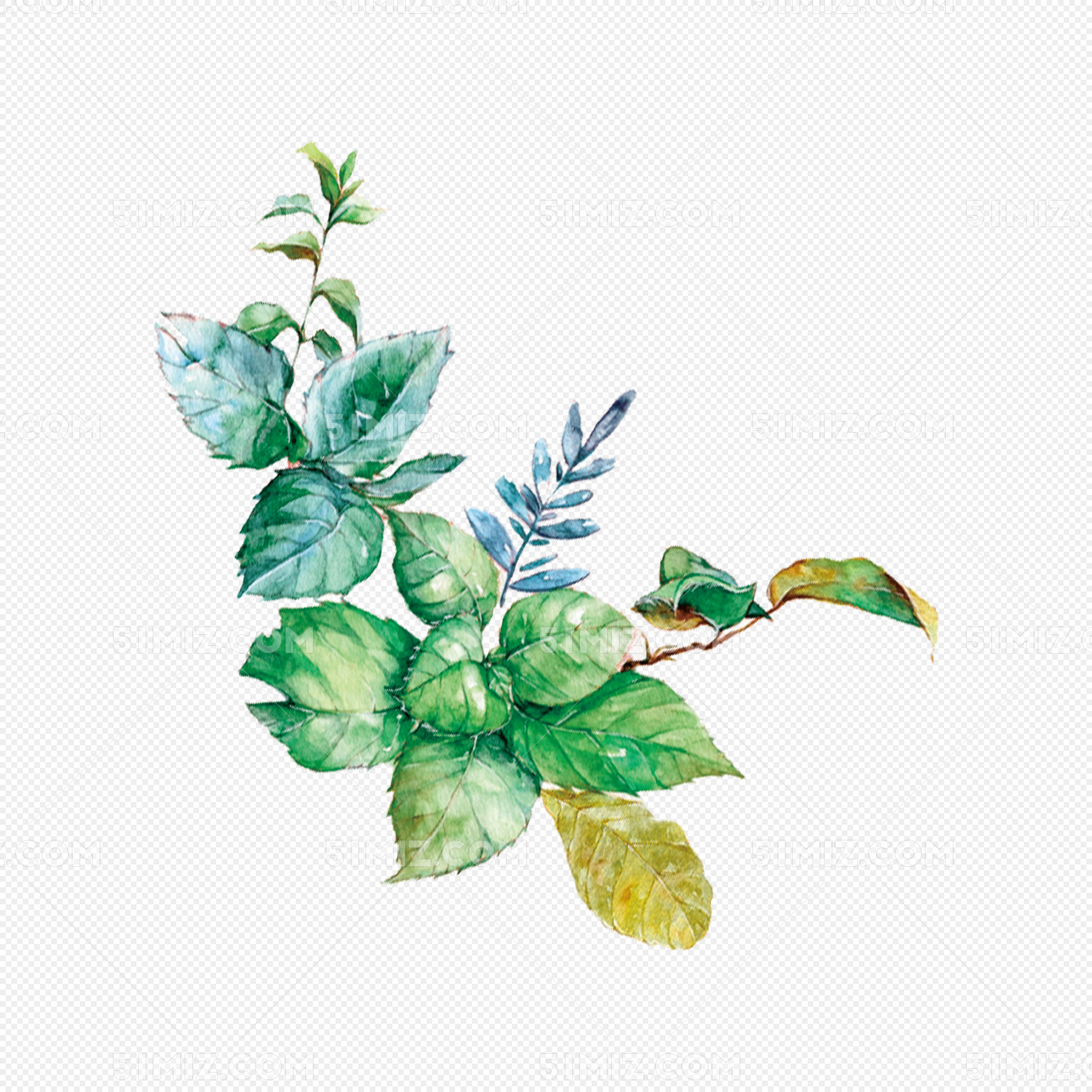 水彩植物|插画|商业插画|天空安靜 - 原创作品 - 站酷 (ZCOOL)