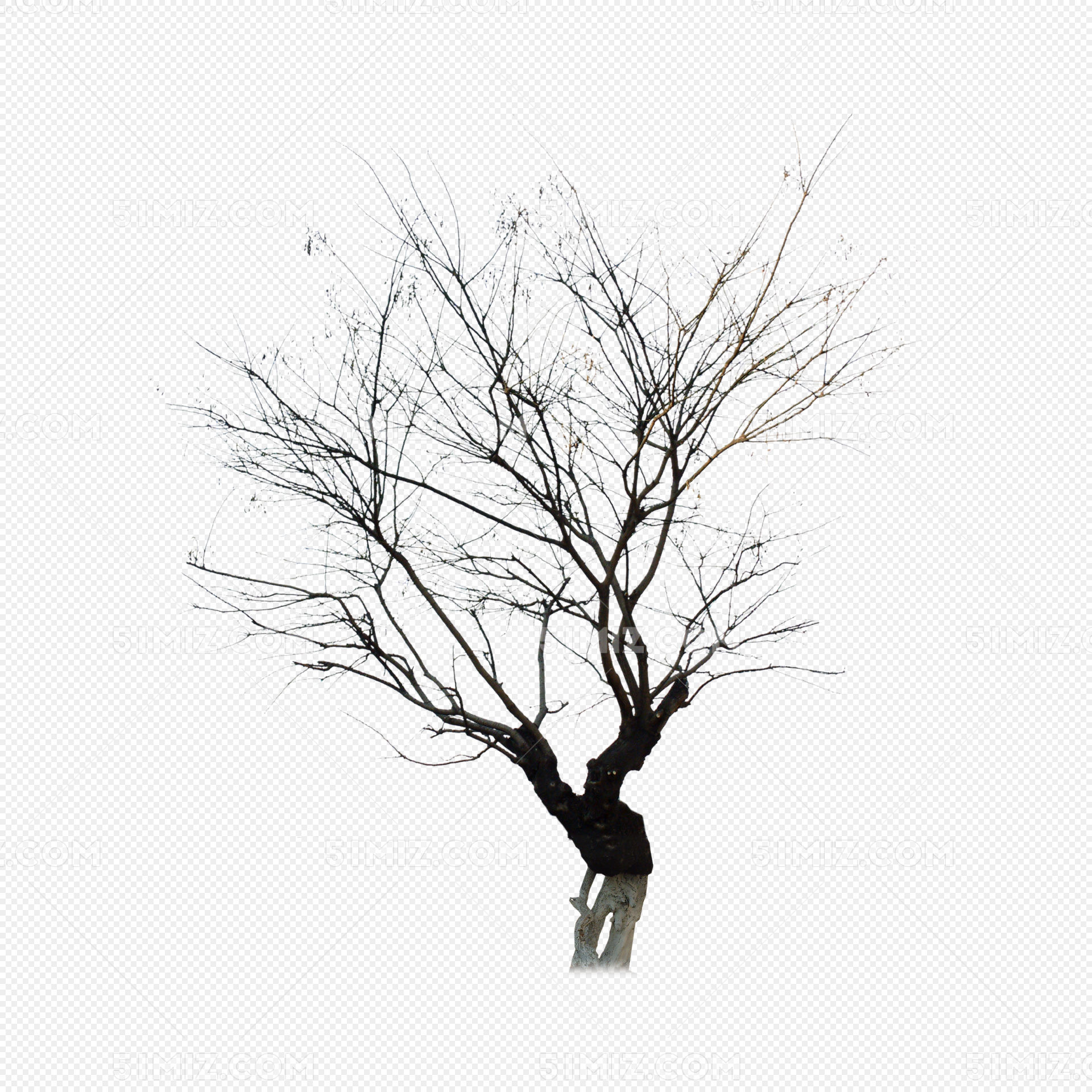树枝|摄影|风光|AYang1 - 原创作品 - 站酷 (ZCOOL)