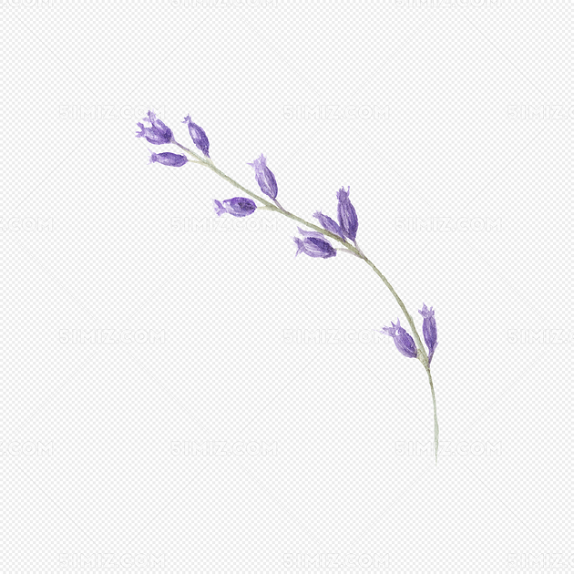 一条紫色花朵图片素材免费下载 觅知网 一条紫色花朵图片素材免费下载 觅知网