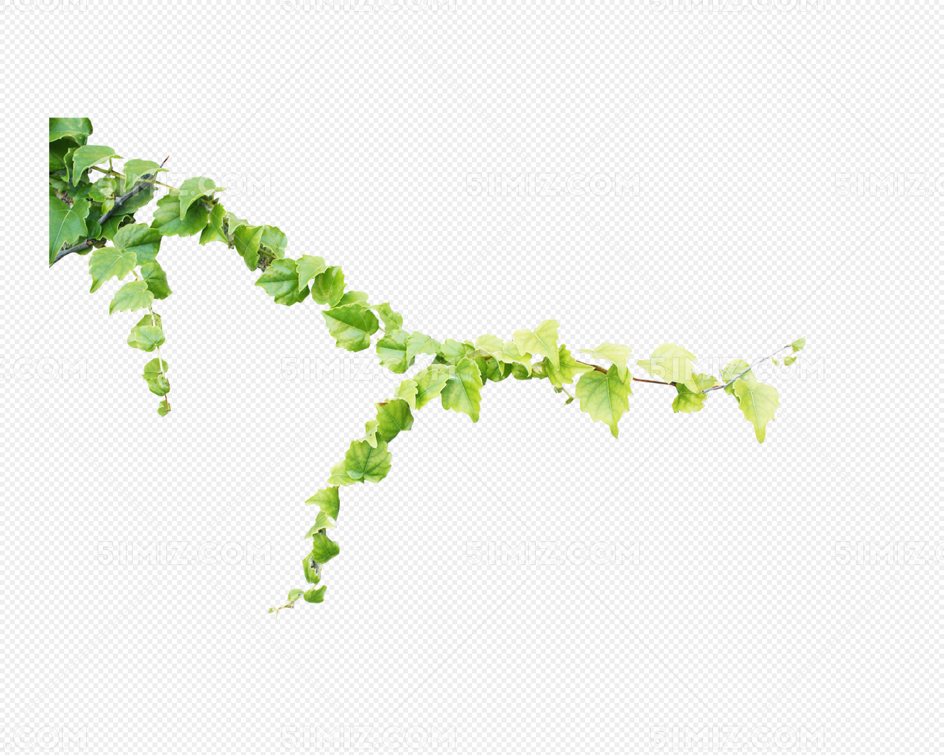 常春藤的水培方法 - 花百科