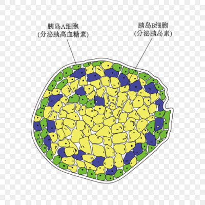 胰岛ab细胞