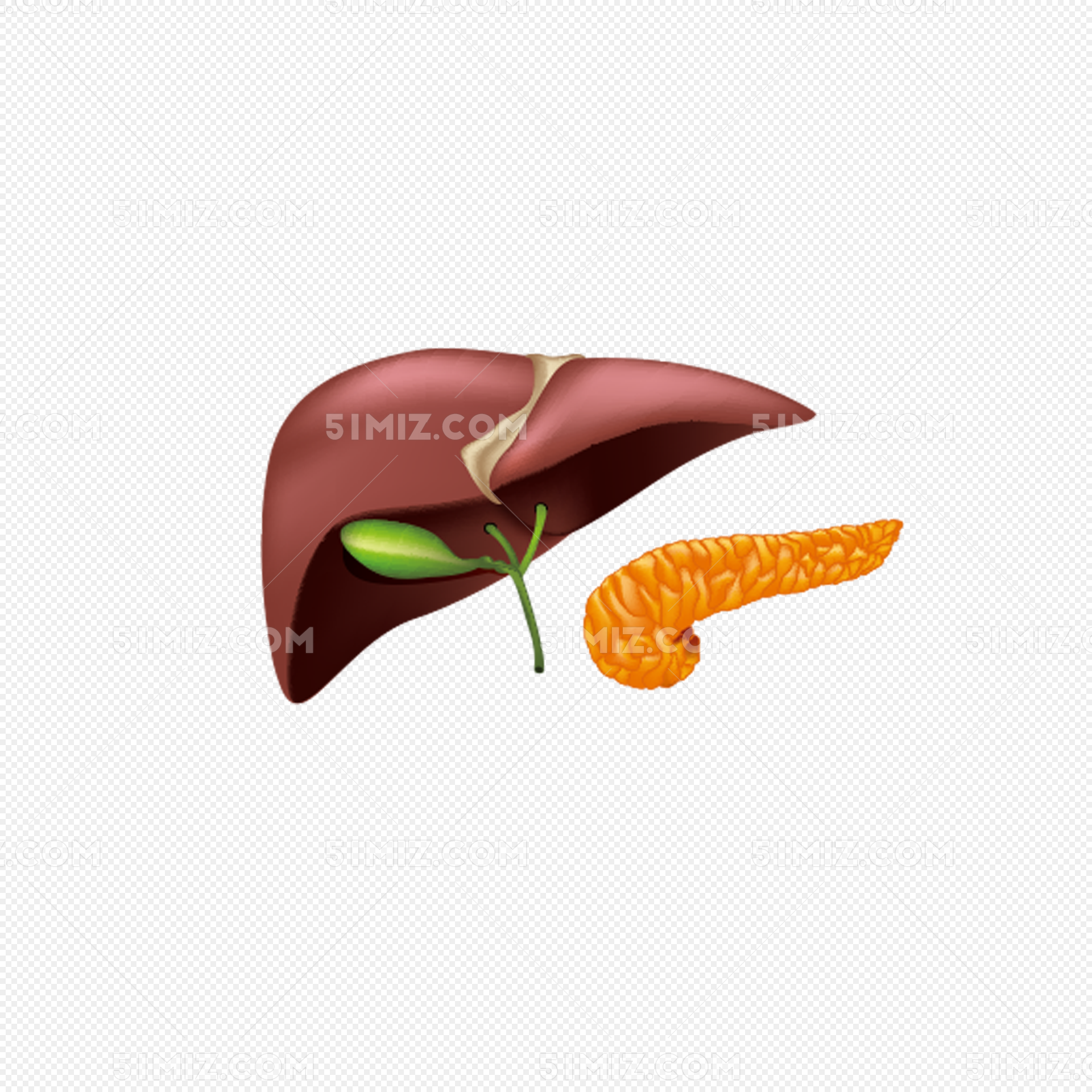 图1-49 胰和十二指肠的形态-泌尿外科临床解剖学-医学