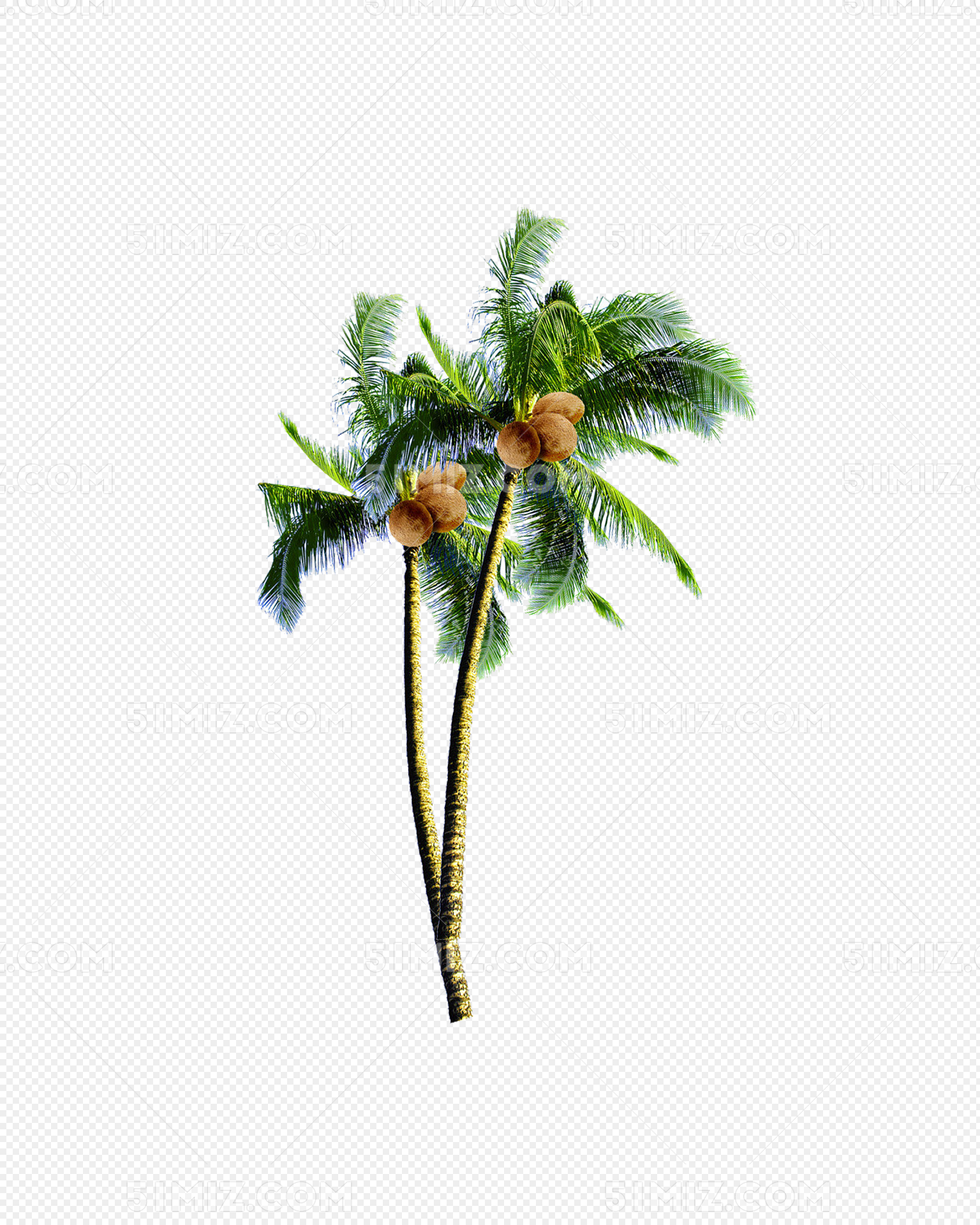 清新海滩椰子树下的椰子背景图片下载_2067x2000像素JPG格式_编号138fj3jmv_图精灵