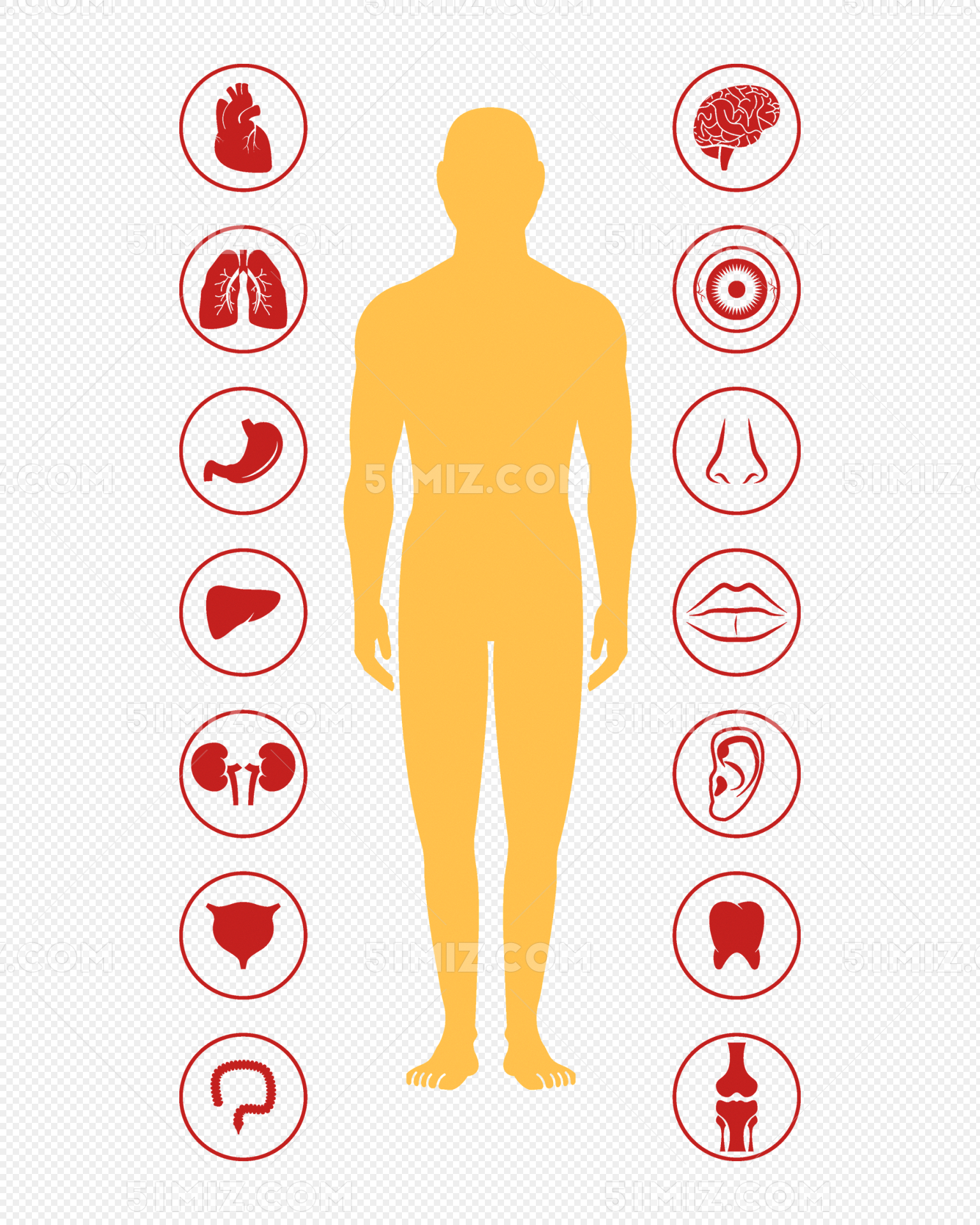 矢量人体器官图标集 矢量符号 矢量插图 向量例证. 插画 包括有 传记, 健康, 肝脏, 钞票, 重点 - 183322699
