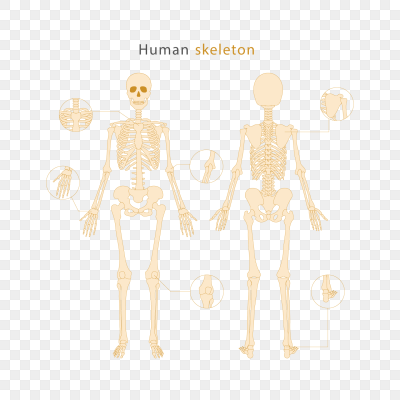 矢量手绘人体骨骼